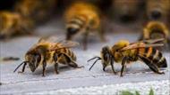 تحقیق زنبورها