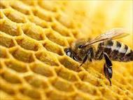 تحقیق زنبور عسل