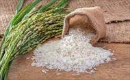 تحقیق تکنولوژی برنج هیبرید