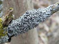 تحقیق گلسنگ ها Lichens