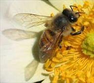 تحقیق توليد مثل و تشکيلات کندوي زنبور عسل